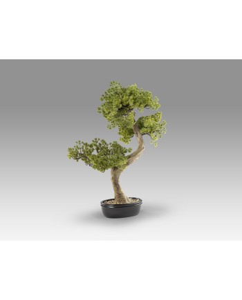BANKAN II - BONSAI 49CM- SET 2